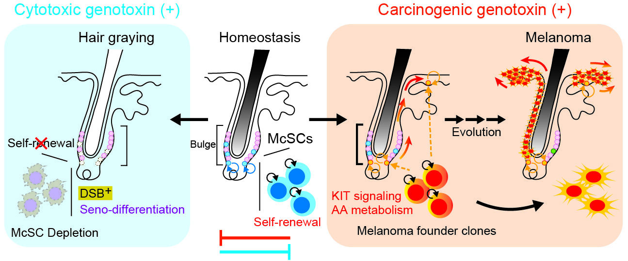 Ϊʲôİ׷ոԤ֢ı־