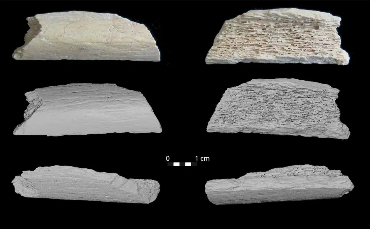 ԿǵDNA֤ݽʾᰲ޵Ǩ