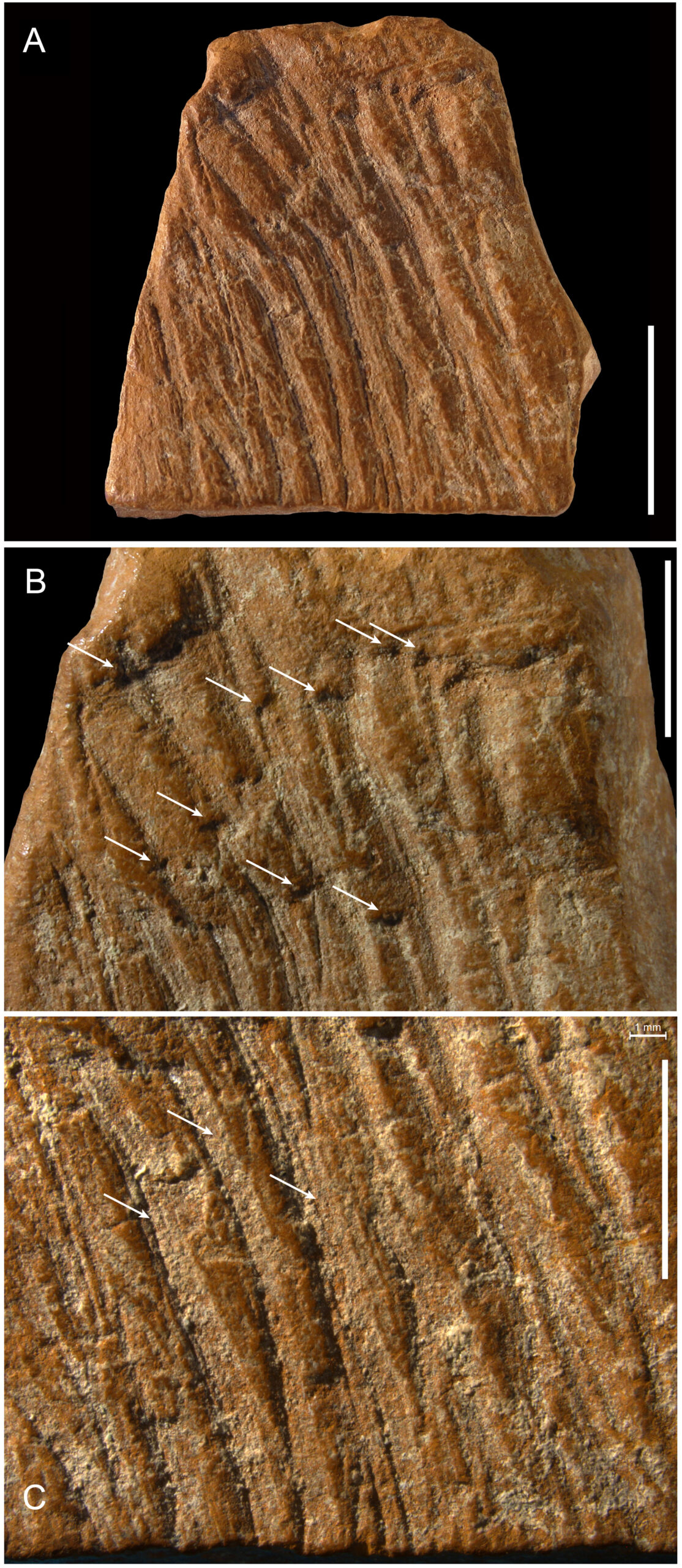 考古学家发现了70,000年前的“蜡笔”,证明尼安德特人也是艺术家