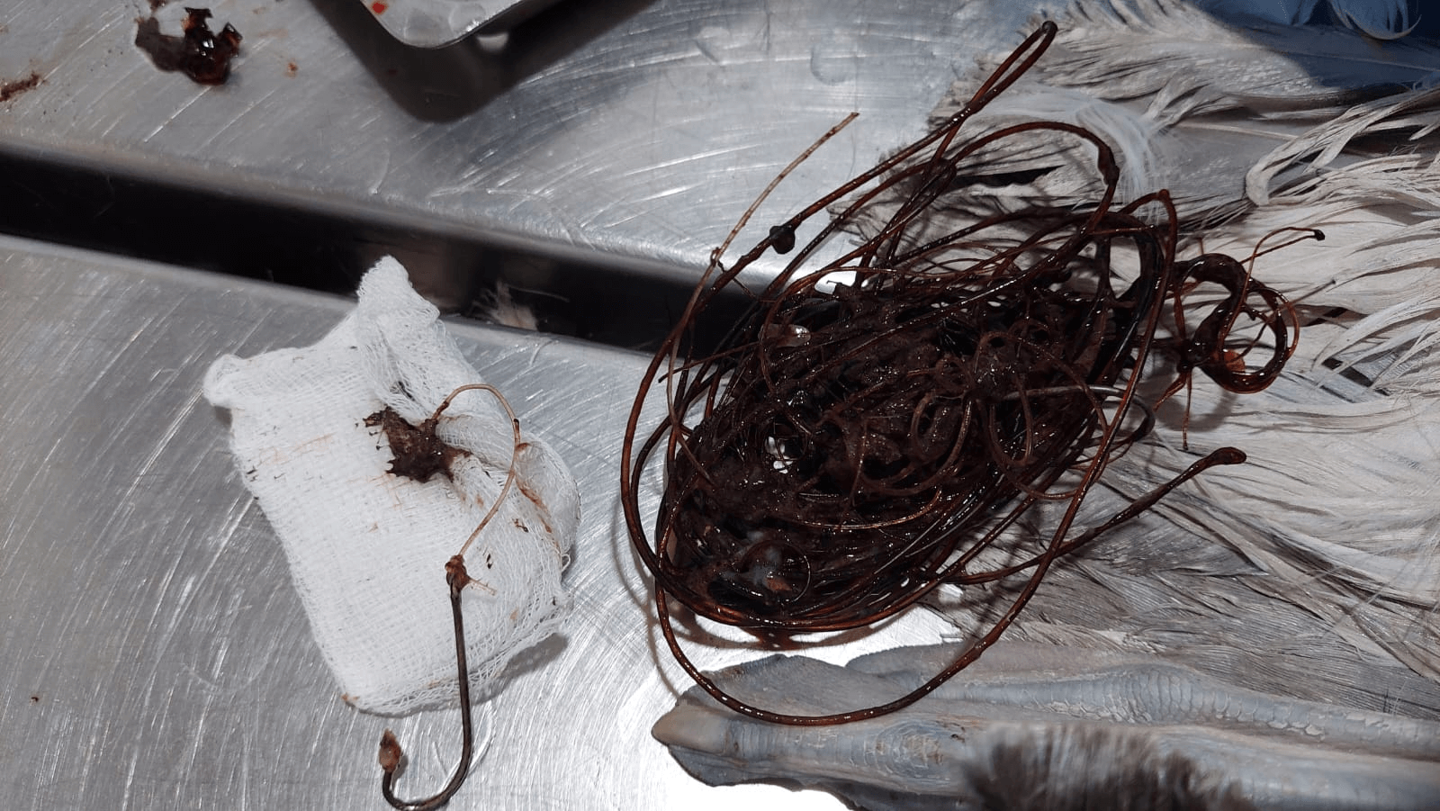 稀有海鸟萨氏信天翁吞下四个大鱼钩后获救