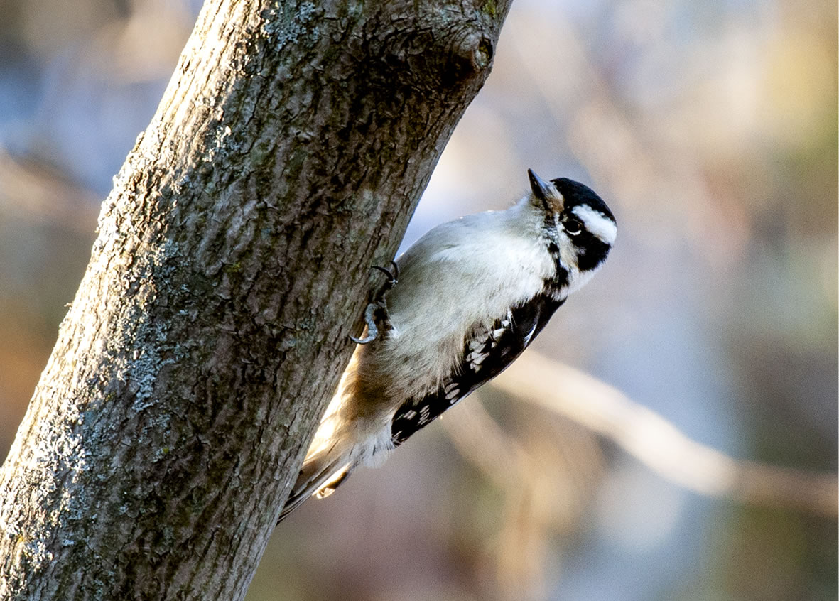 啄木鸟像运动员一样咕噜咕噜地支撑着身体,以最大限度地提高钻孔能力