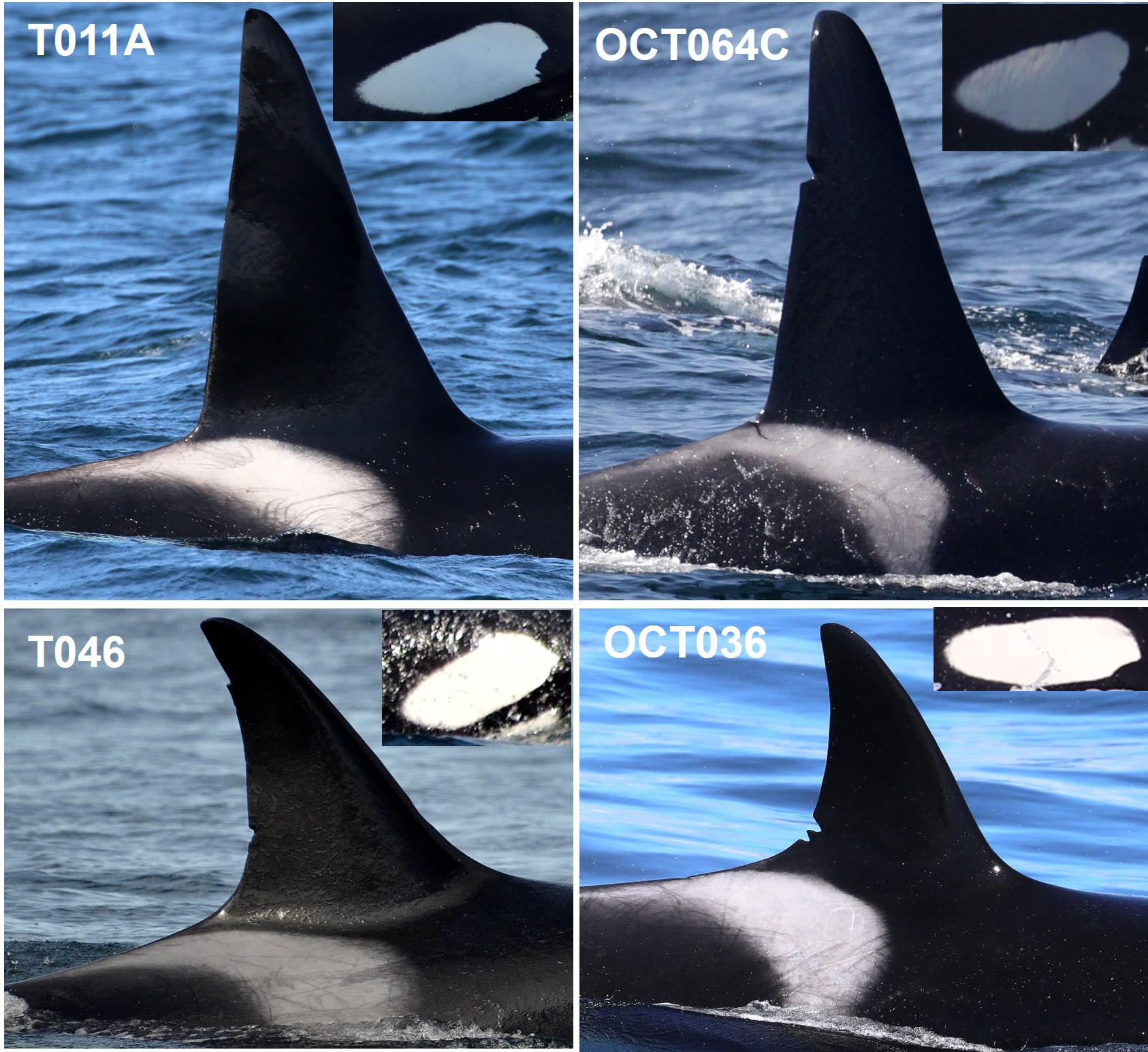 研究发现,西海岸以哺乳动物为食的虎鲸是两个很少混合的不同群落