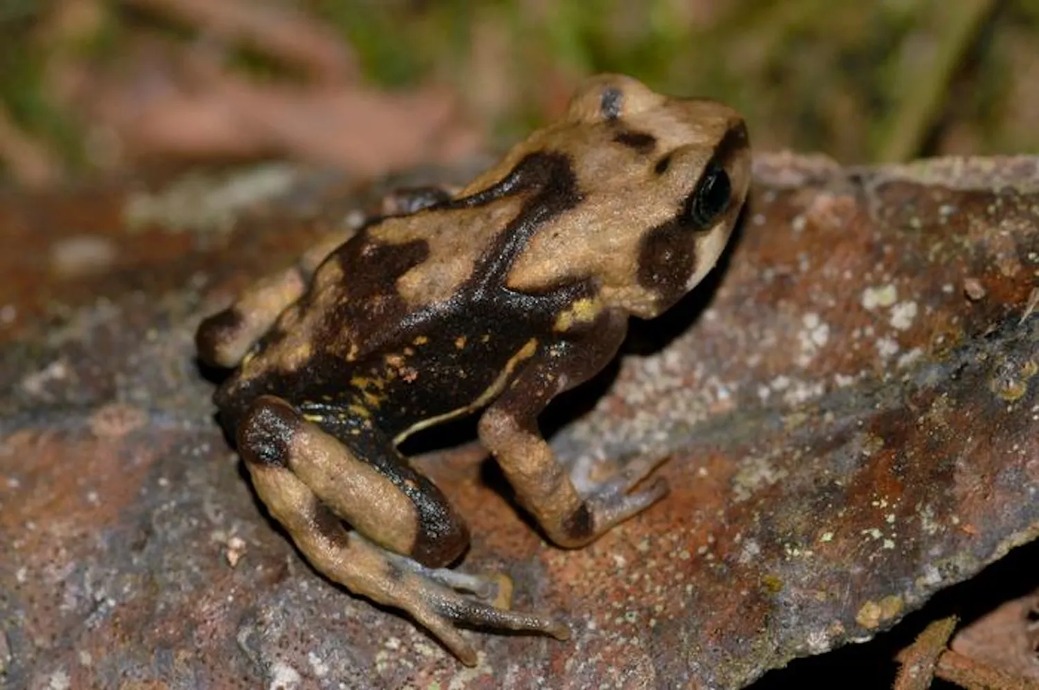 这些蟾蜍并不是从蝌蚪开始的,它们出生时是小“蟾蜍”