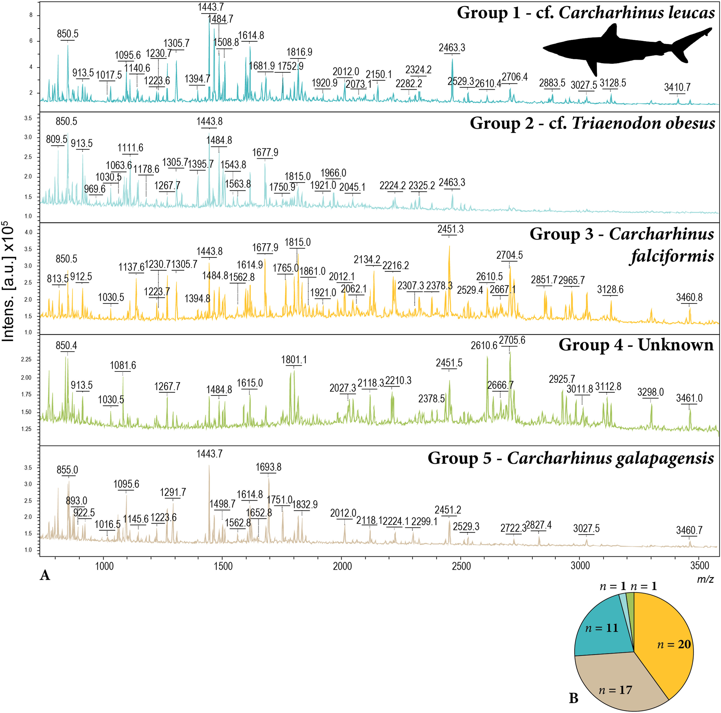 通过胶原蛋白中隐藏的化学指纹揭示石器时代太平洋的捕鱼行为