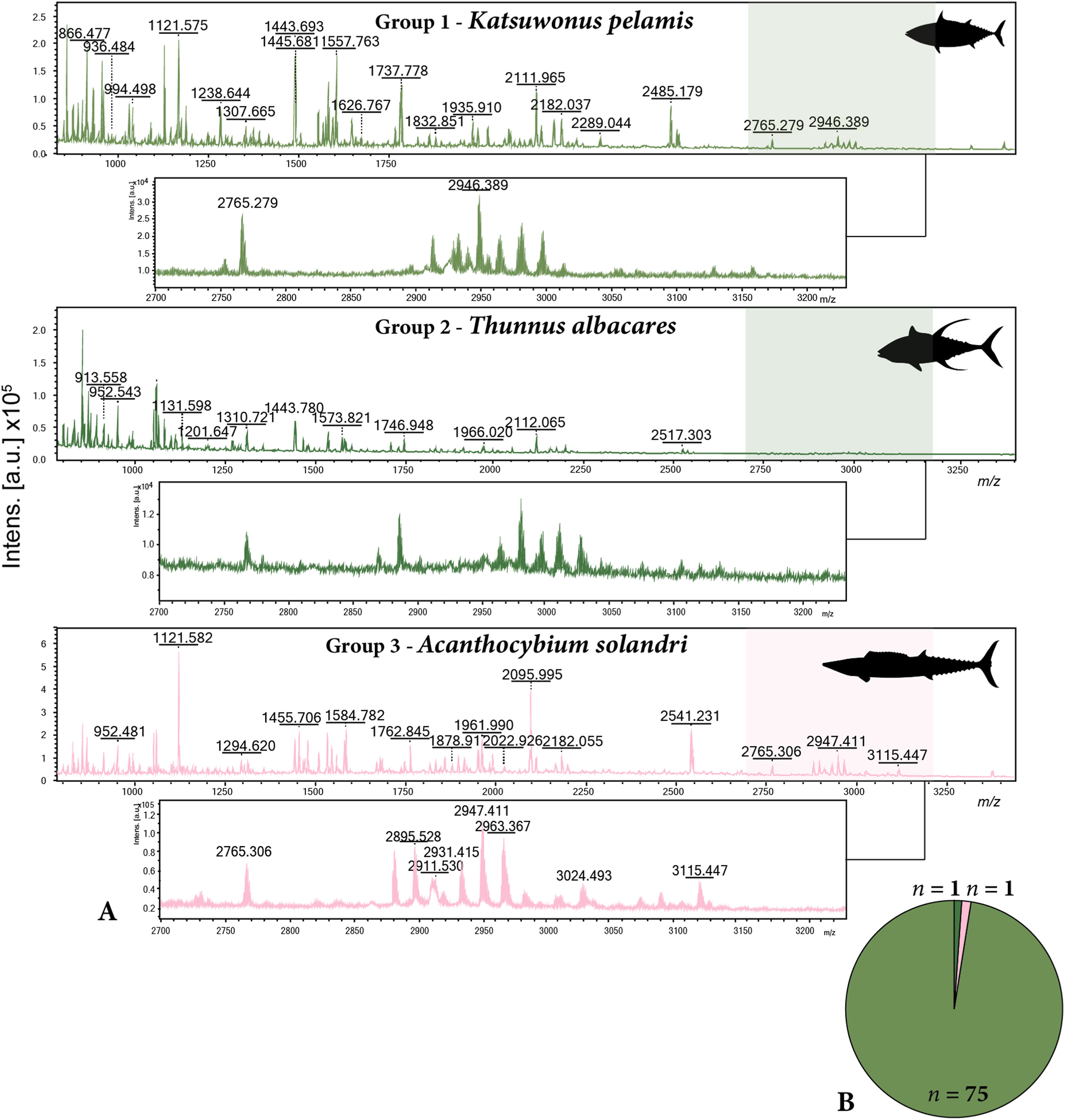 通过胶原蛋白中隐藏的化学指纹揭示石器时代太平洋的捕鱼行为