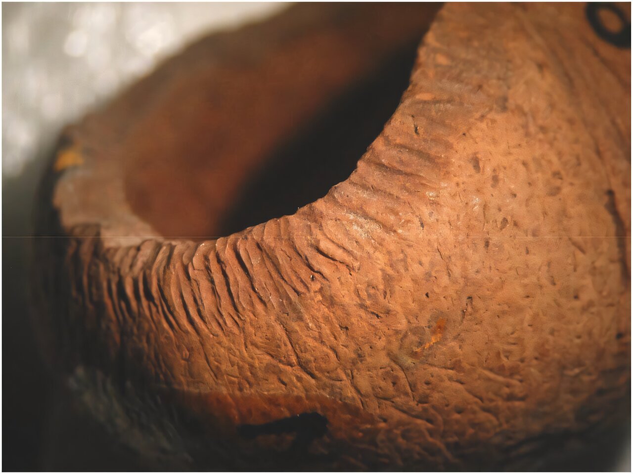 科学家说,复活节岛崩溃的真正罪魁祸首不是人类,而是老鼠