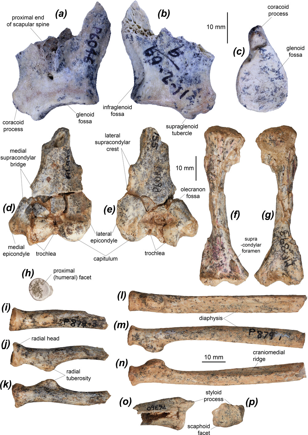 研究发现,一只古老而坚韧的小袋鼠为袋鼠跳跃的成功奠定了基础
