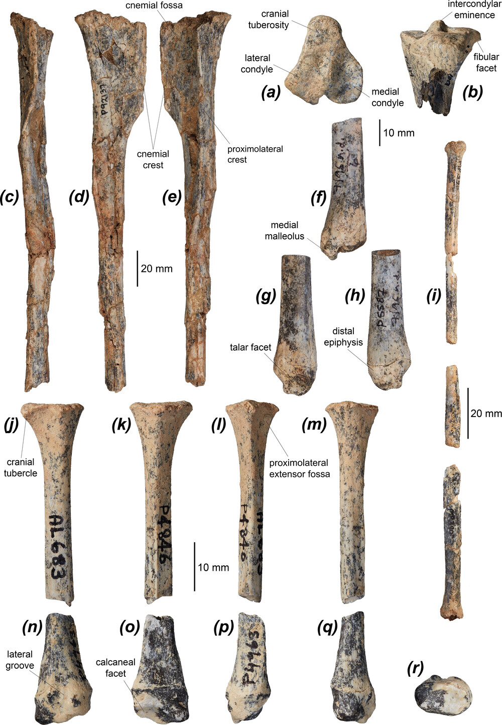 研究发现,一只古老而坚韧的小袋鼠为袋鼠跳跃的成功奠定了基础