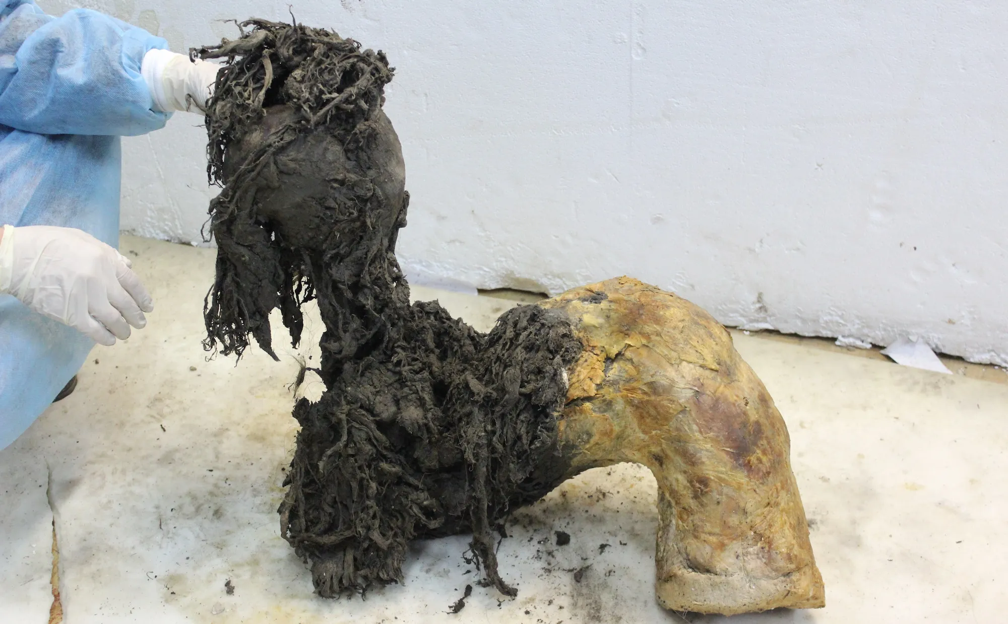 在40,000年前的猛犸象腿中发现的已知最古老的RNA