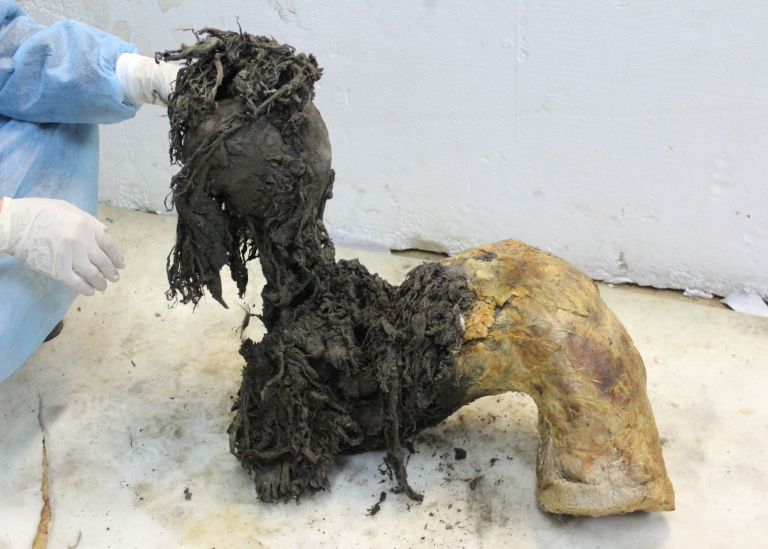 从猛犸象中提取的世界上最古老的RNA