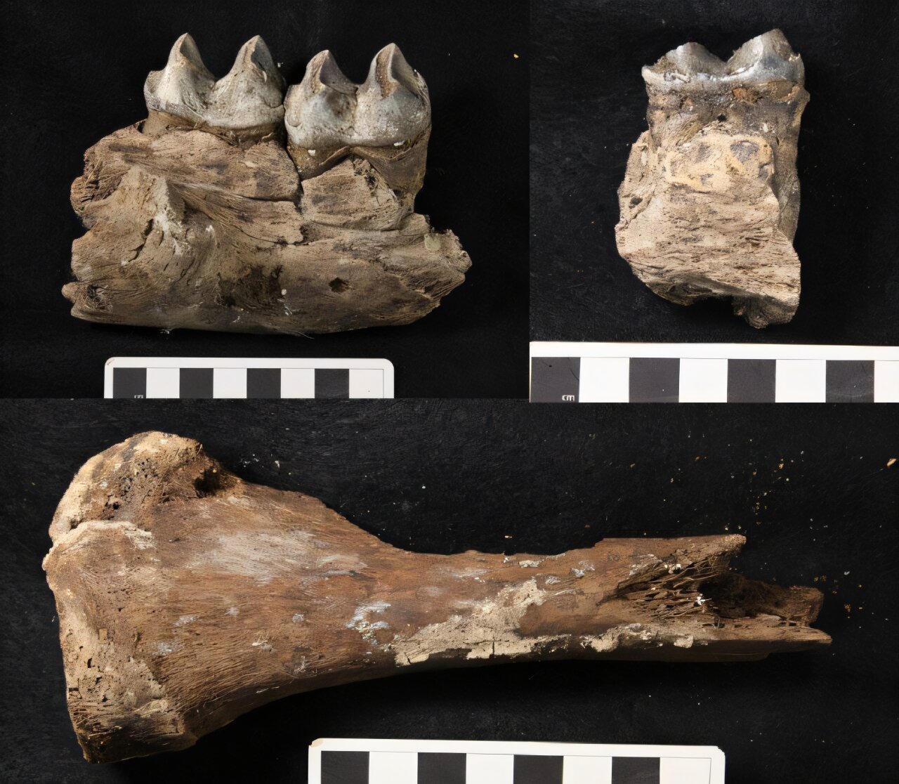 科学家发现考拉是可怕的冰河时代掠食者的近亲