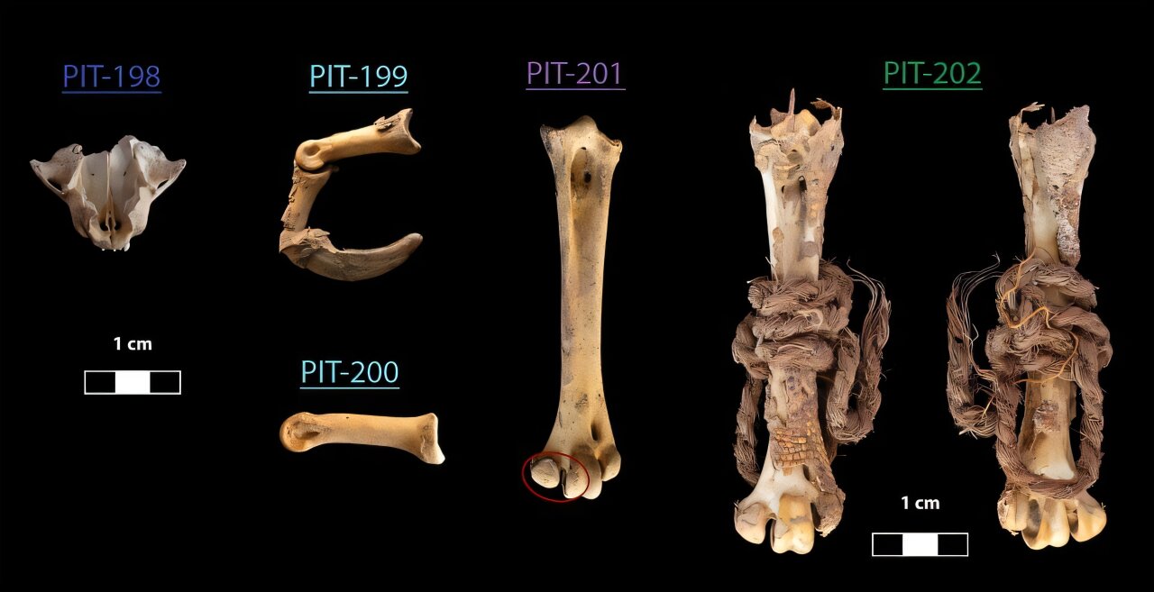 Ŵͺӥͷʾ𾪵ܣЩΰͳ³غգ