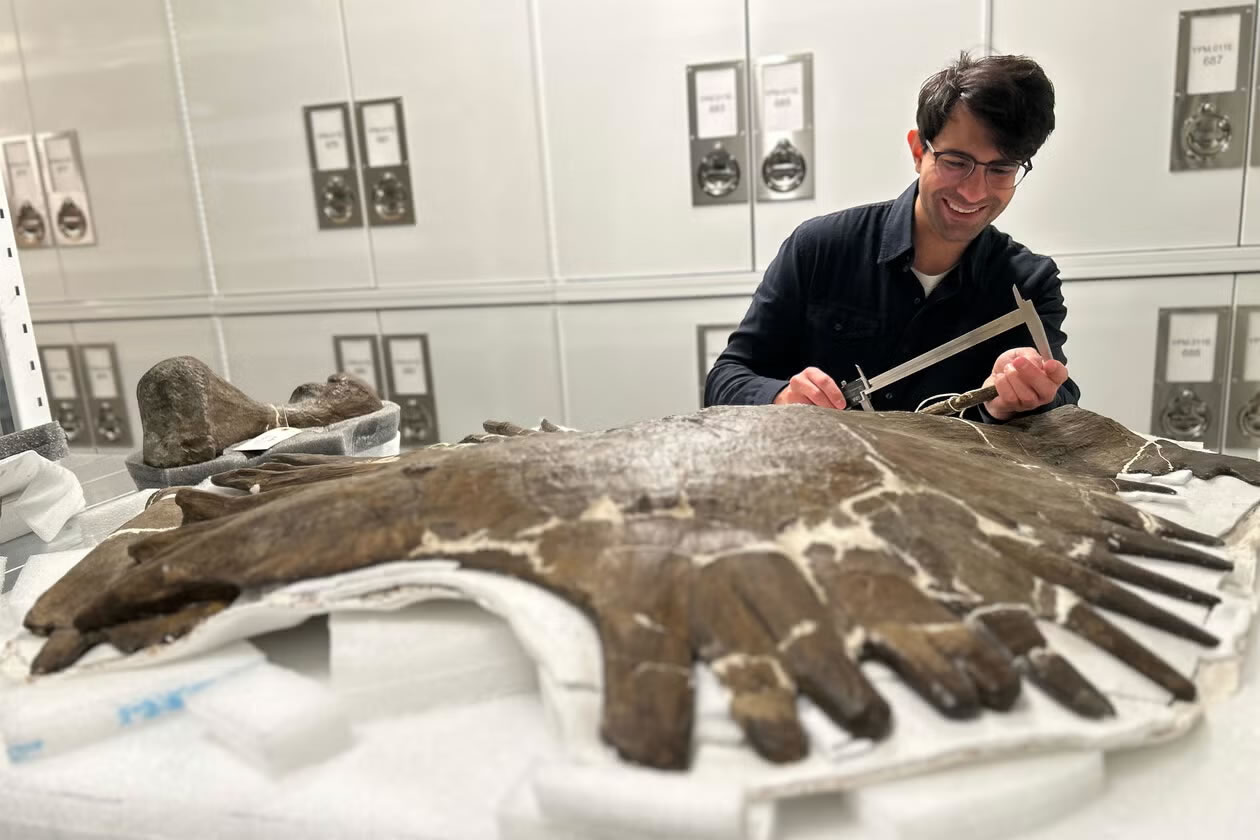 为什么进化会让一些动物重返水中?