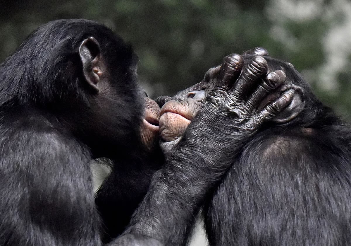 接吻是什么时候演变的?人类和尼安德特人会亲吻吗?