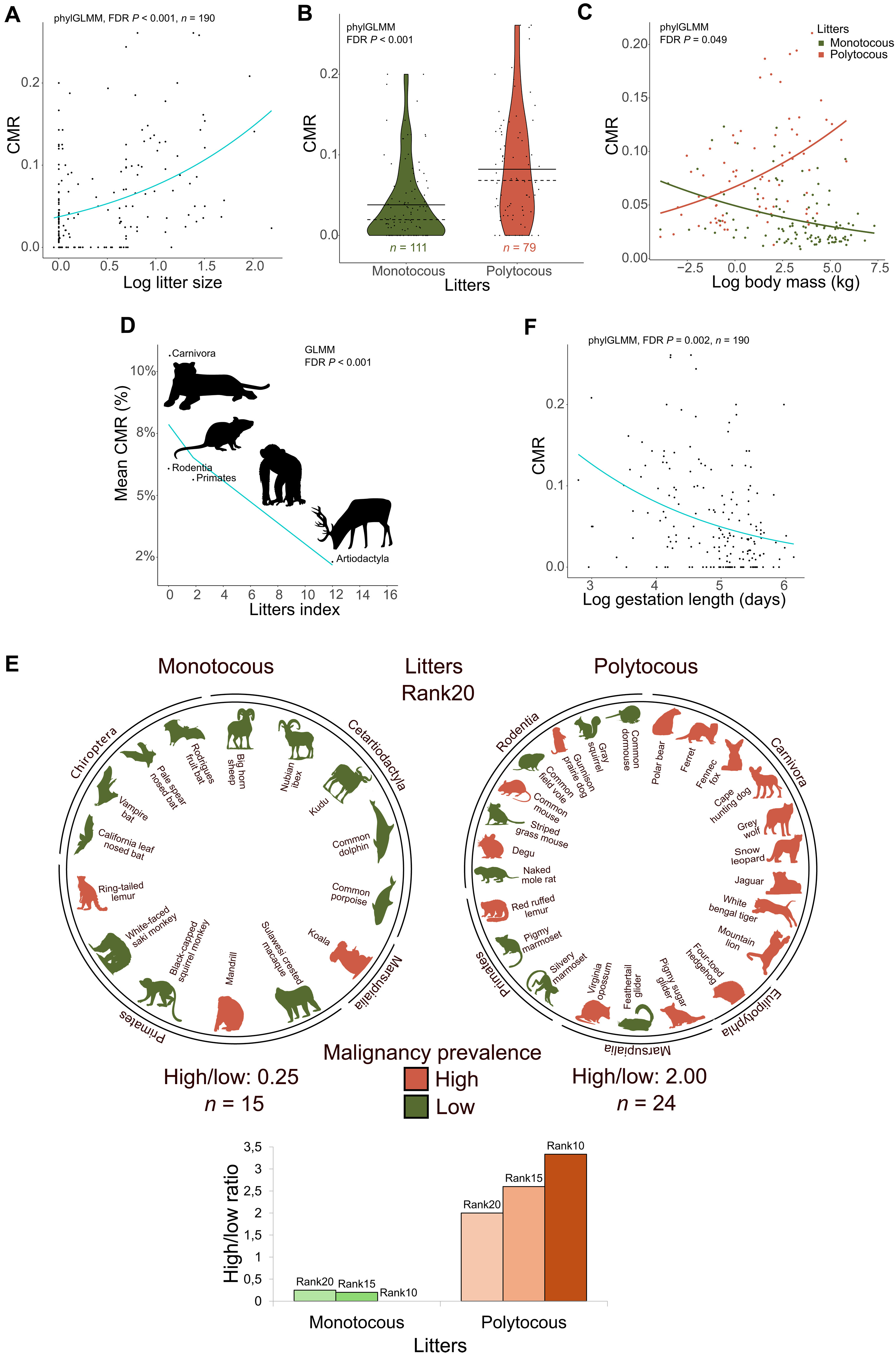 为什么大象和裸鼹鼠不会得癌症:它们社交生活中令人震惊的联系