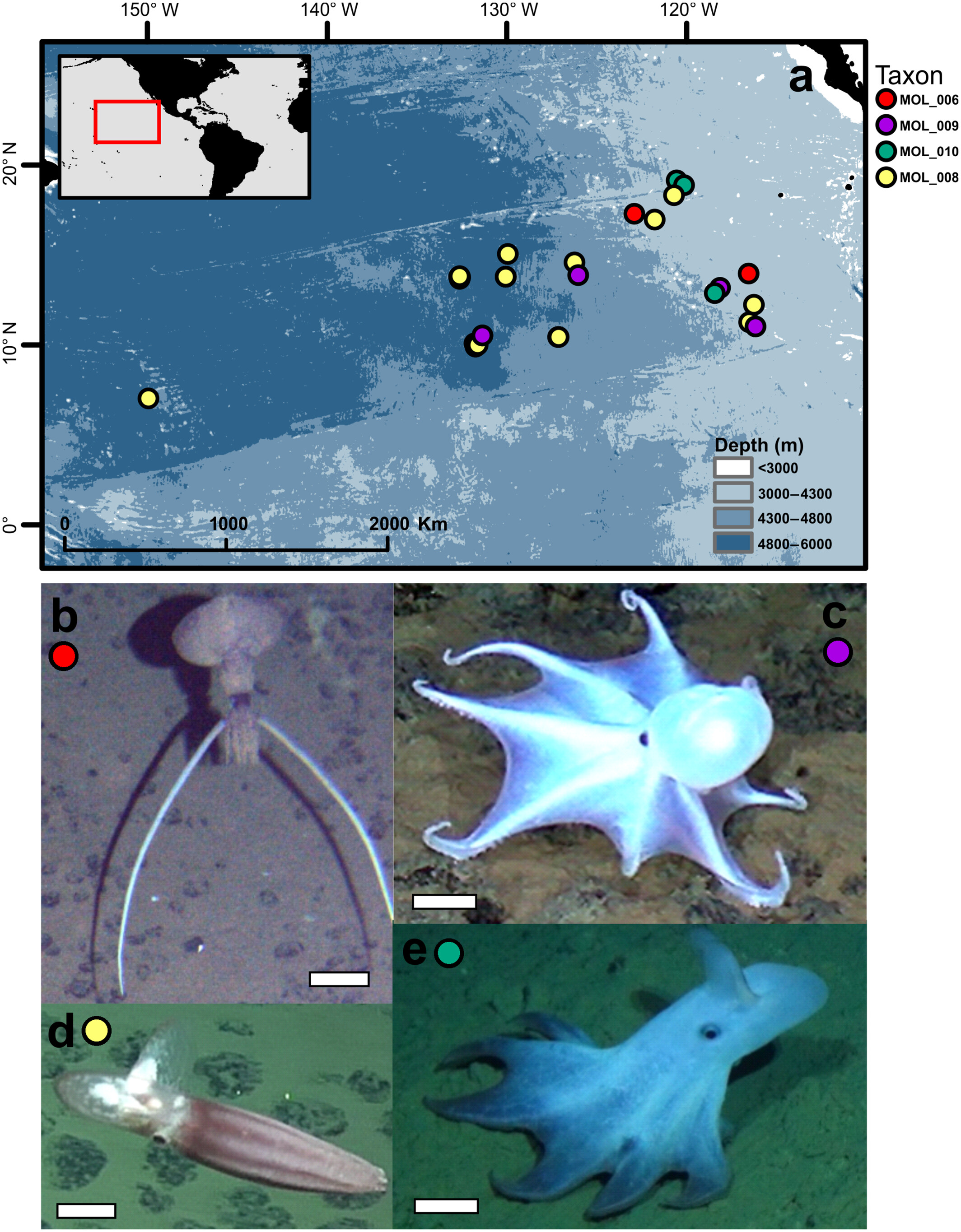 太平洋深渊中伪装成海绵茎的深海乌贼