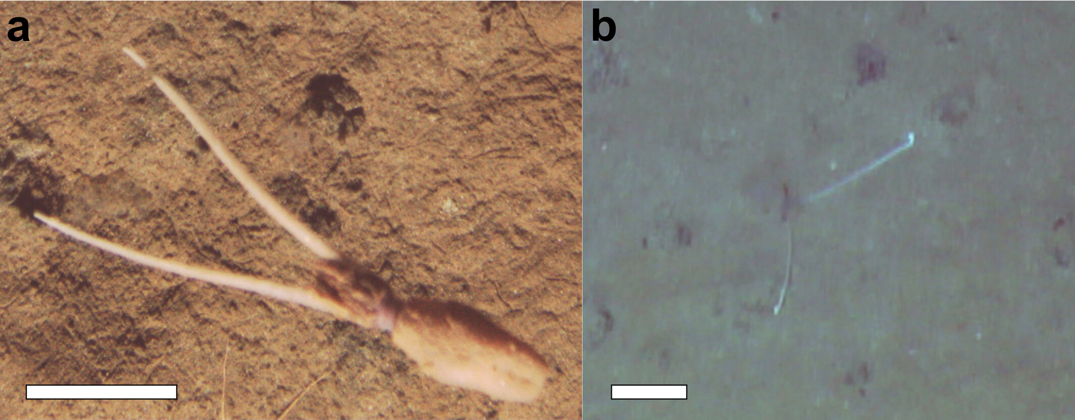 太平洋深渊中伪装成海绵茎的深海乌贼